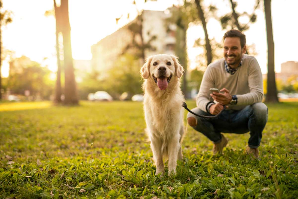 Handsome man walking his dog while texting outdoors