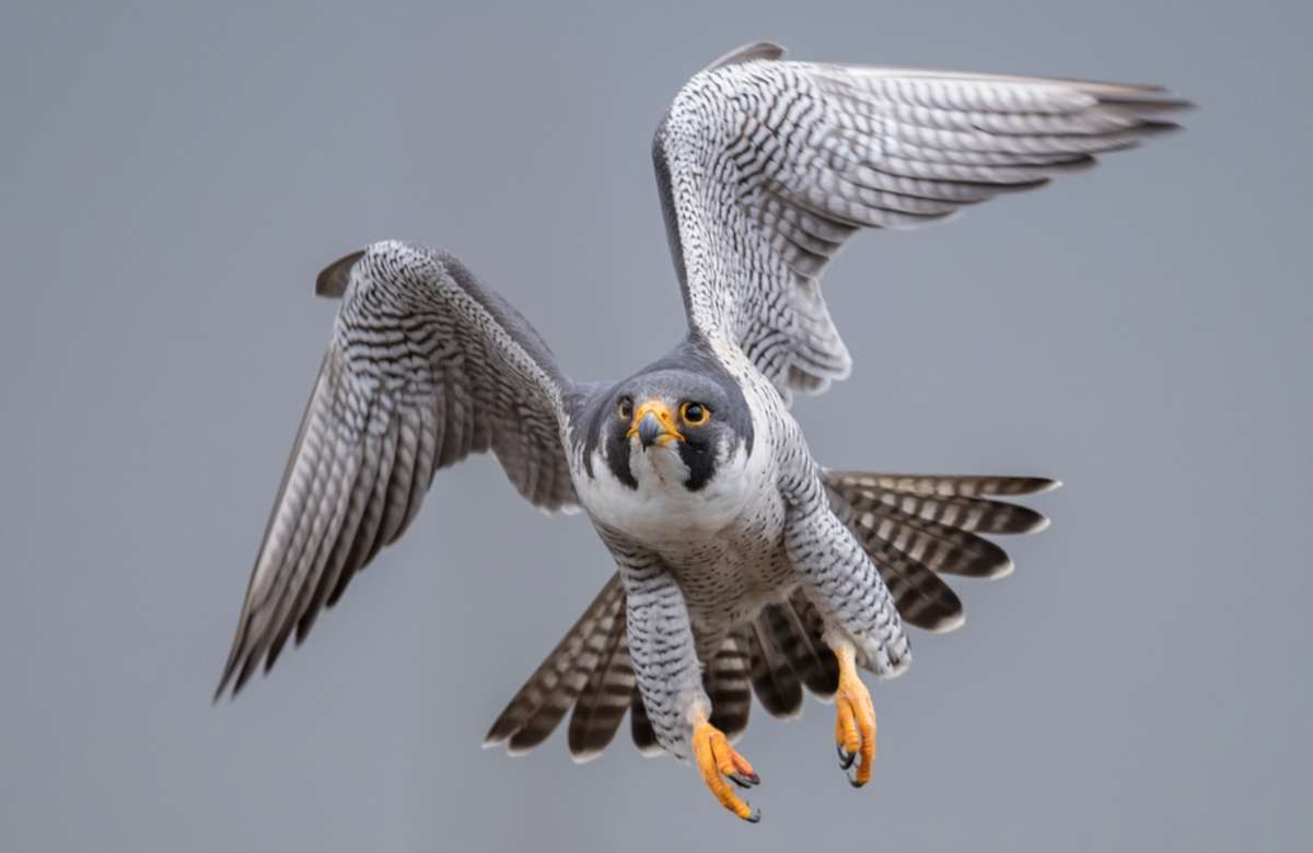 Peregrine Falcon in flight