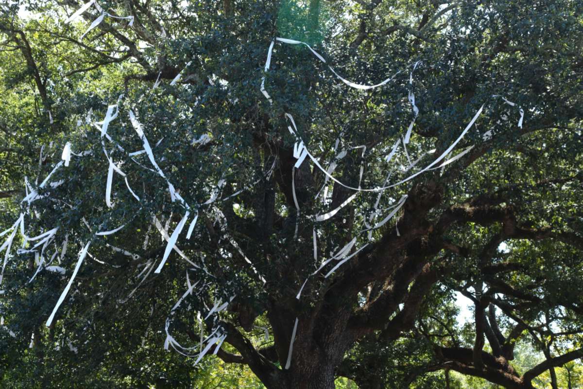 TOILET PAPER IN TREES PRANK