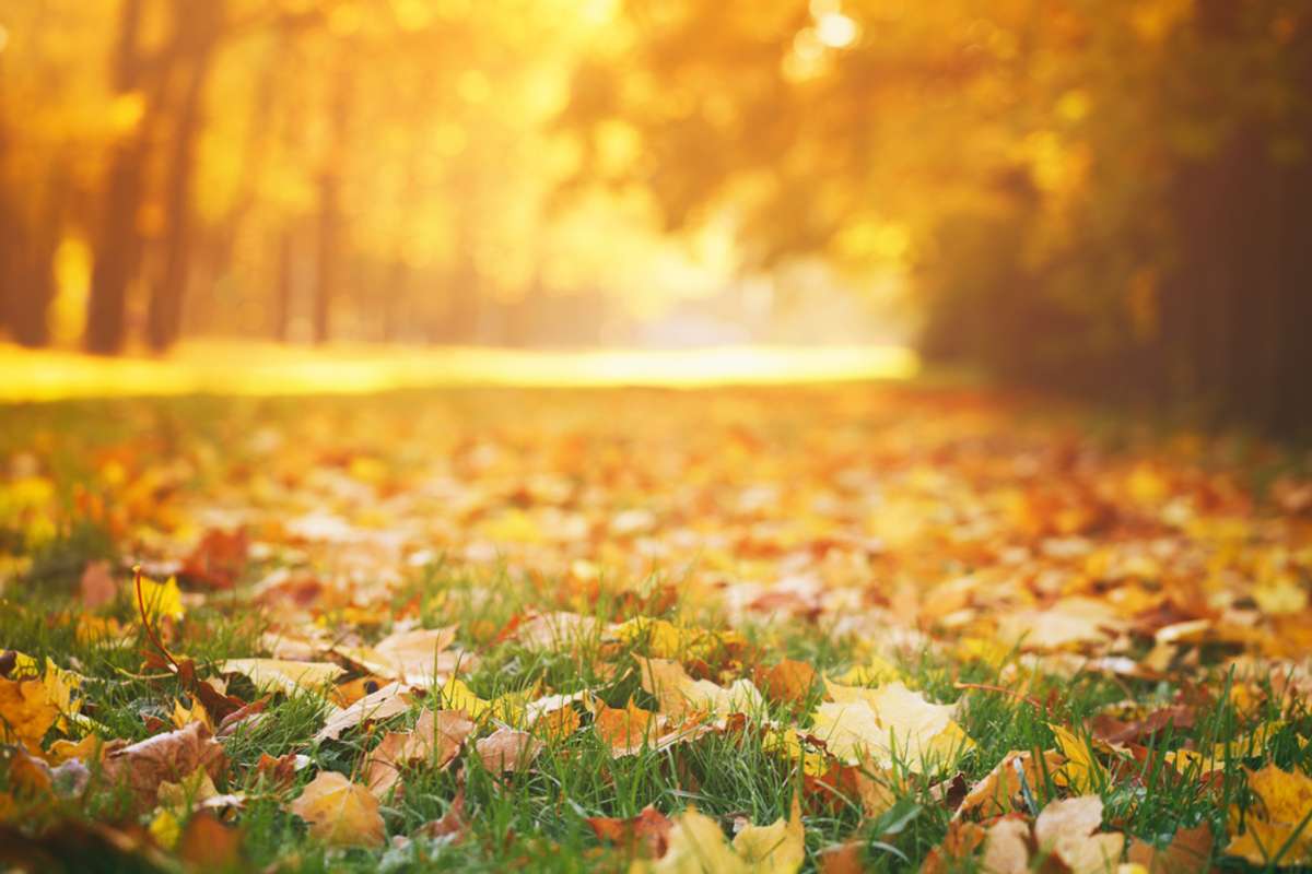 fallen autumn leaves on grass in sunny morning light, toned photo