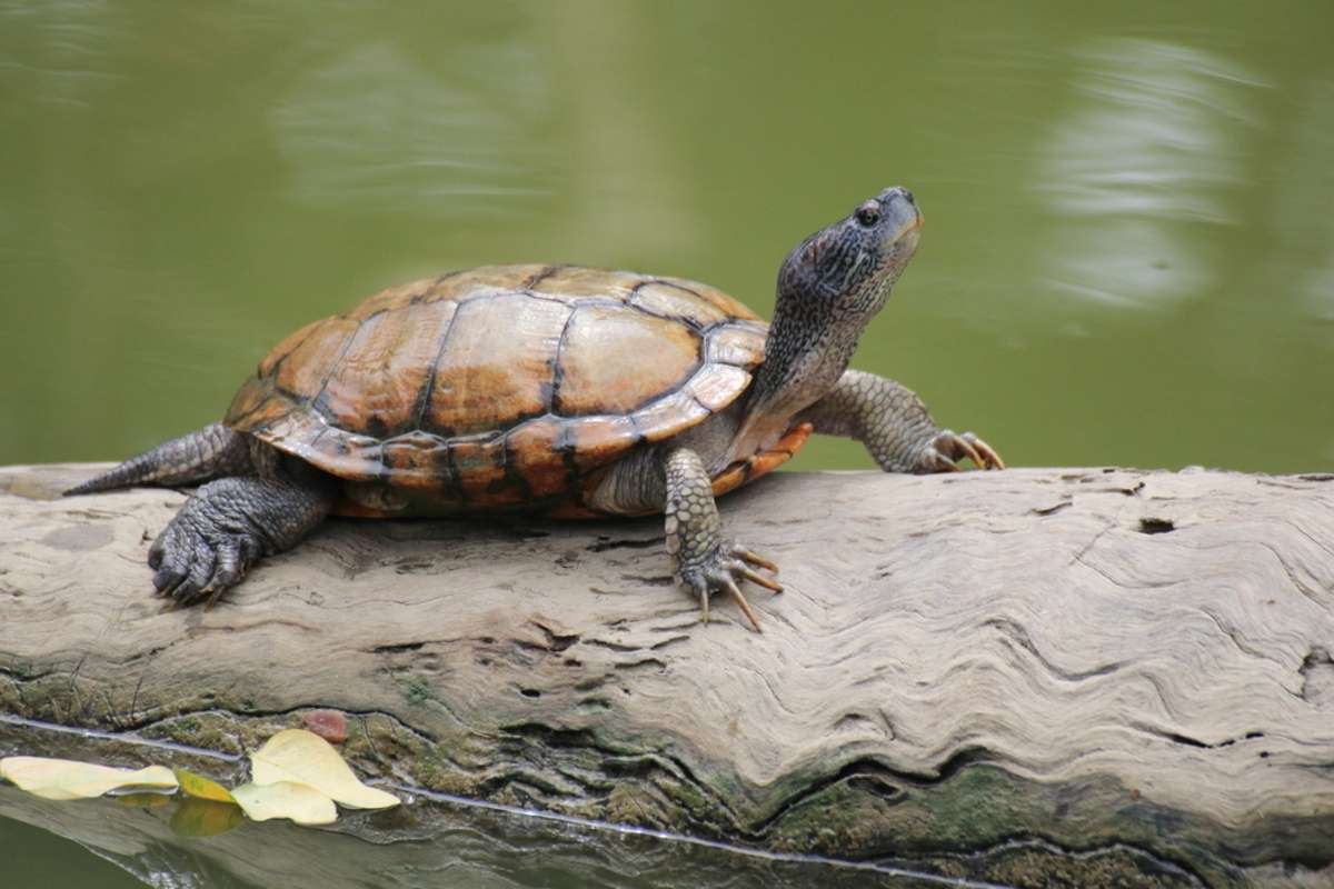 turtles ,Turtles on the tree,beautiful turtles